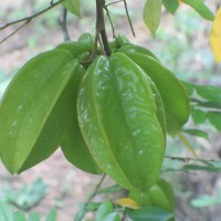 Averrhoa carambola L.